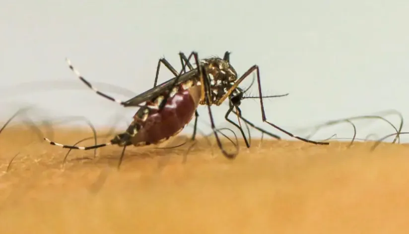 Brasil lidera ranking de países com mais notificações de casos de dengue