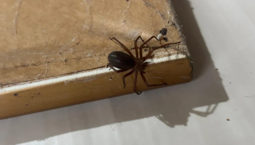 Secretaria de Saúde alerta para cuidados com aranhas no verão