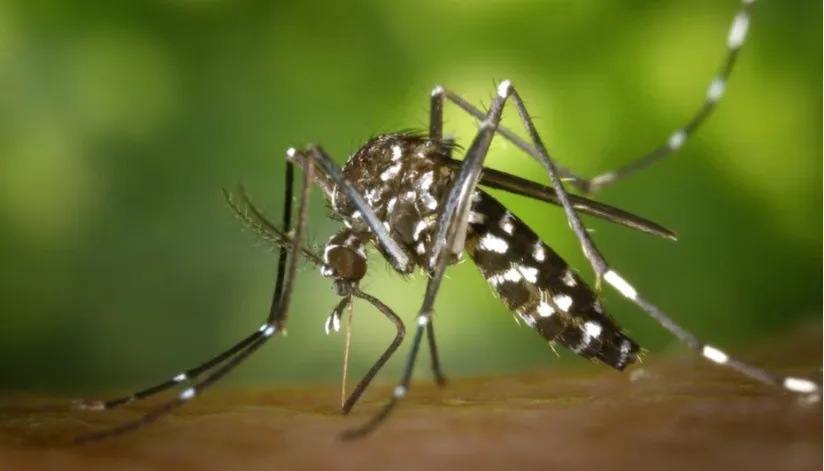 Boletim epidemiológico da Sesa confirma mais 19 casos de dengue em Maringá