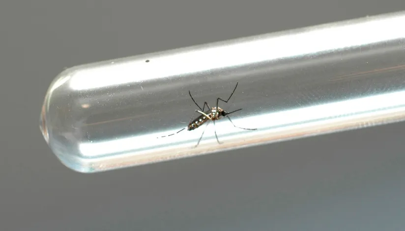 3.714 casos de dengue foram confirmados no Paraná na última semana, mostra boletim epidemiológico