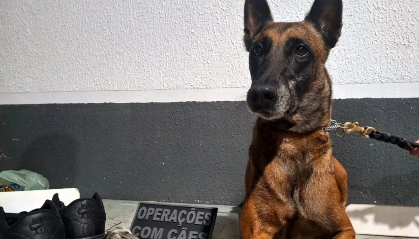 Cão farejador encontra droga avaliada em R$ 120 mil em banheiro do Terminal Rodoviário de Maringá