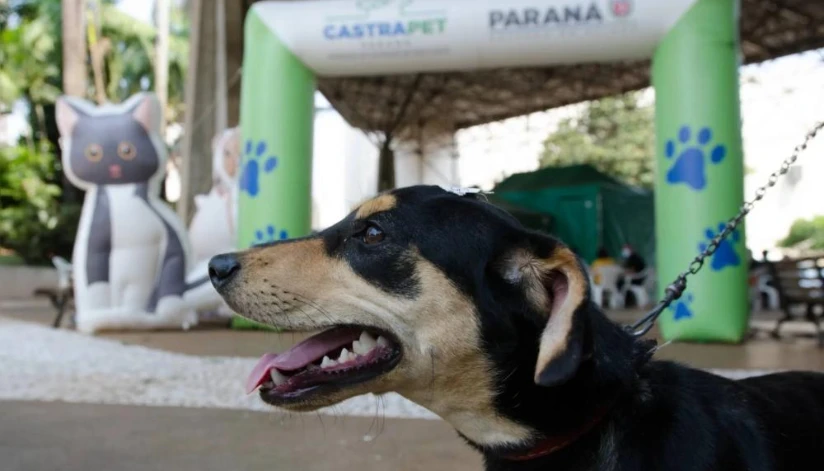 Paiçandu inicia cadastro para castração gratuita de mais de 500 cães e gatos