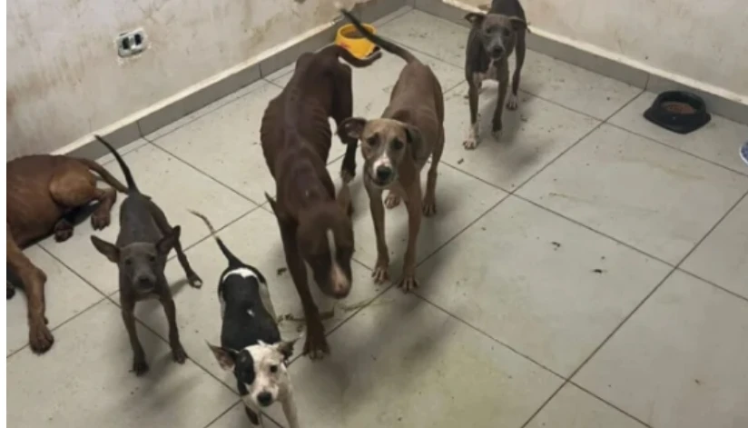 Animais resgatados são encontrados em situação de negligência no canil municipal de Maringá