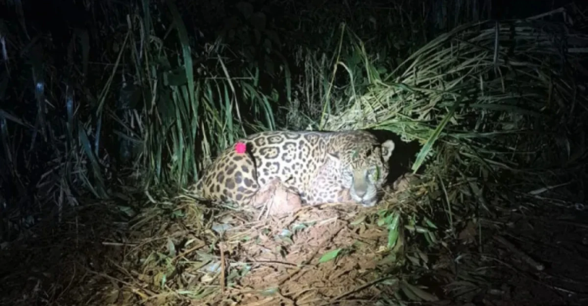 Força tarefa de 48 dias consegue capturar onça-pintada em Mandaguari