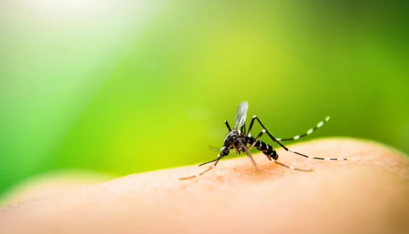 Paraná tem queda de 85% nos casos de dengue em 2025, aponta Secretaria da Saúde