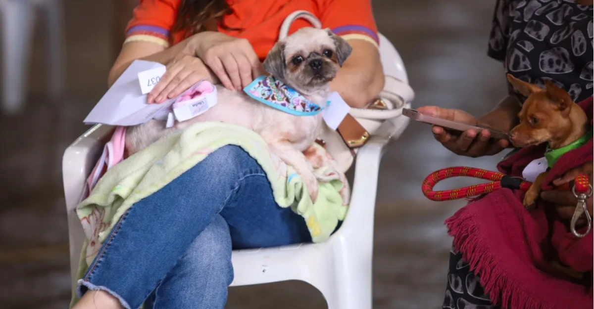 'Imuniza Pet' aplica vacinas de graça em cães e gatos neste sábado (11)