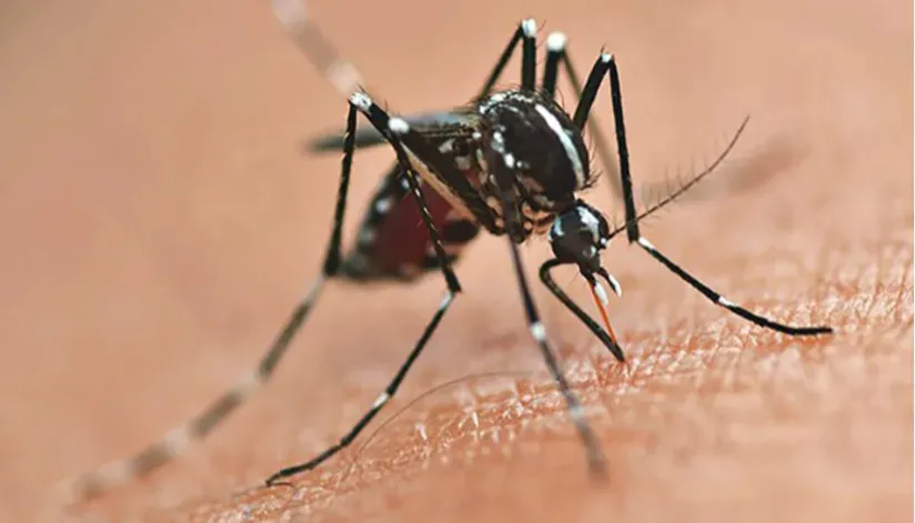 Maringá tem a segunda regional de saúde com mais casos de dengue confirmados no Paraná