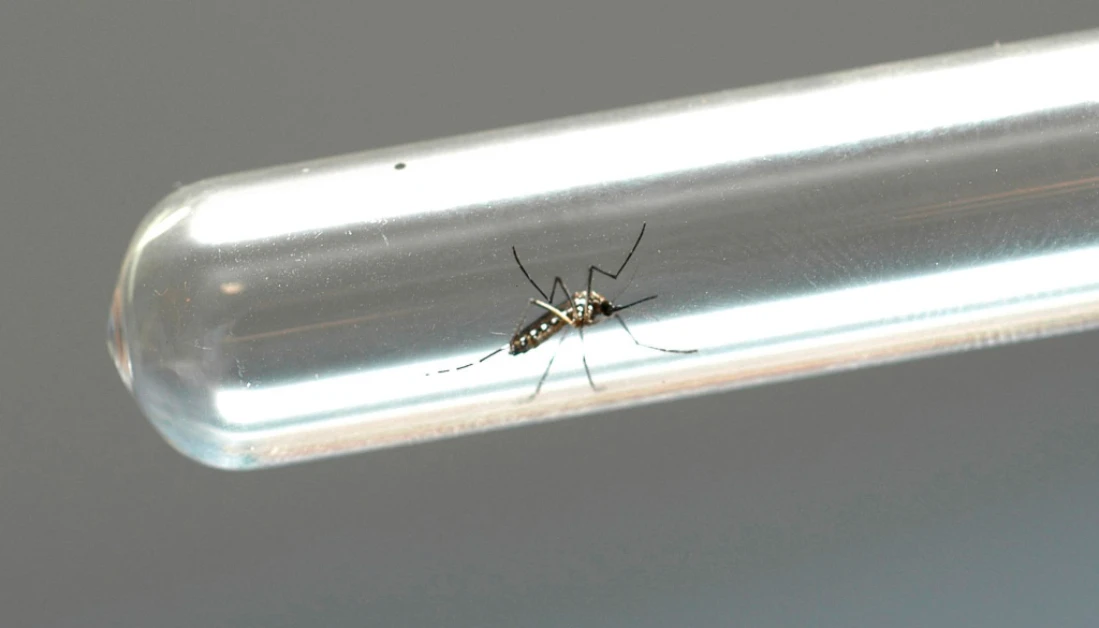 Boletim epidemiológico da dengue confirma mais oito óbitos no Paraná