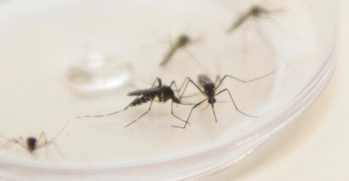 Casos e mortes por dengue no Paraná caem mais de 96% nos primeiros meses de 2026, informa Sesa