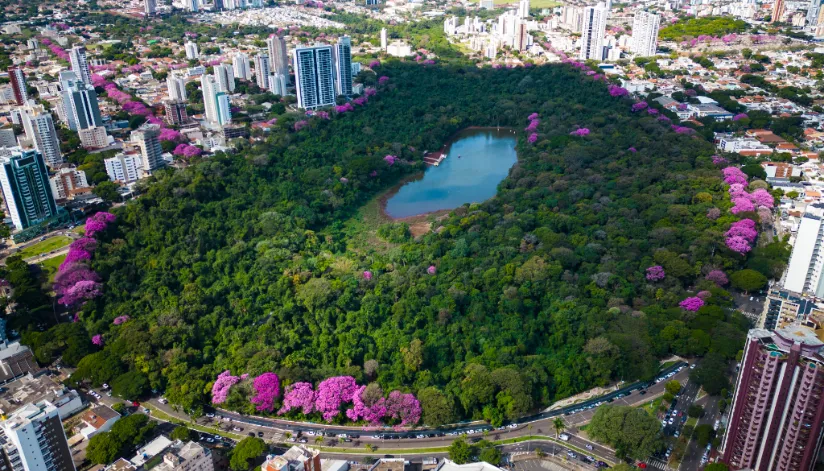 Congressos de arborização urbana acontecem em Maringá em setembro