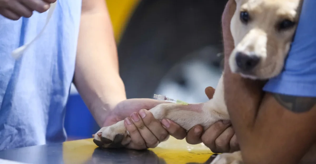Maringá terá atendimento veterinário gratuito para animais de rua e com tutores