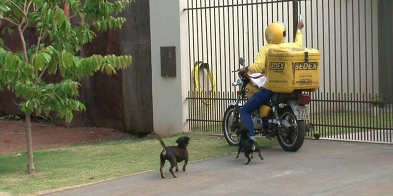 O paraná é o segundo estado com maior número de ataques caninos contra carteiros