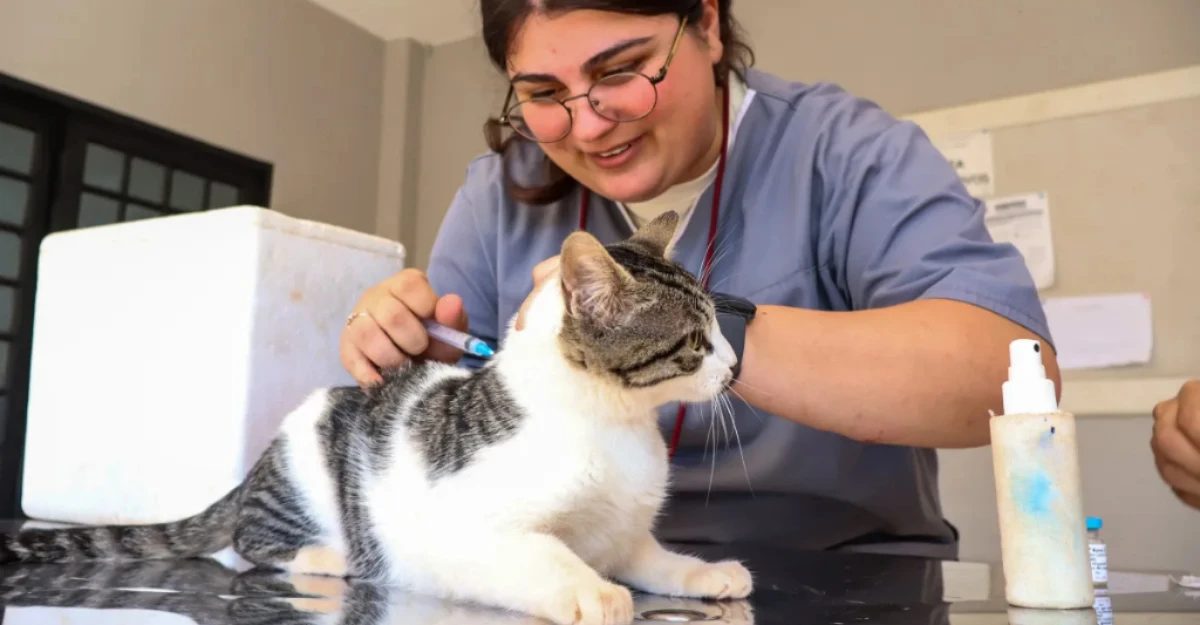 Vacinação gratuita de cães e gatos acontece em Maringá nesta quarta (26)
