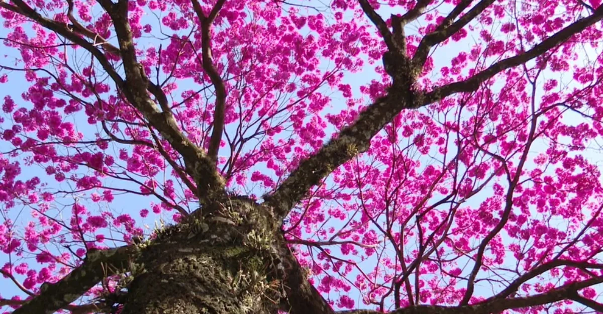 Florada dos ipês transforma as ruas de Maringá em espetáculo de cores