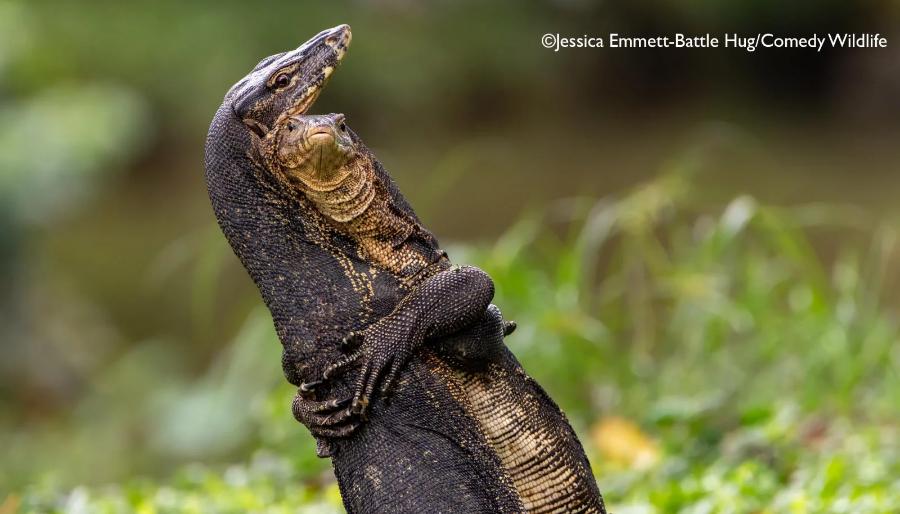 Veja as fotos finalistas do concurso “Comédia na Vida Selvagem” 2025 