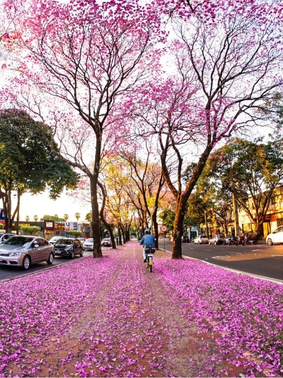 Florada dos ipês transforma as ruas de Maringá em espetáculo de cores 