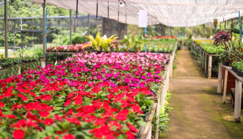 Festa das Flores tem início nesta quinta (13), em Maringá, com descontos de 20%