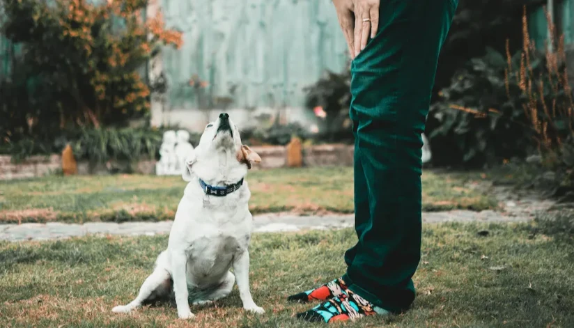 Maringá terá primeira “adoção reversa” de cães e gatos adultos