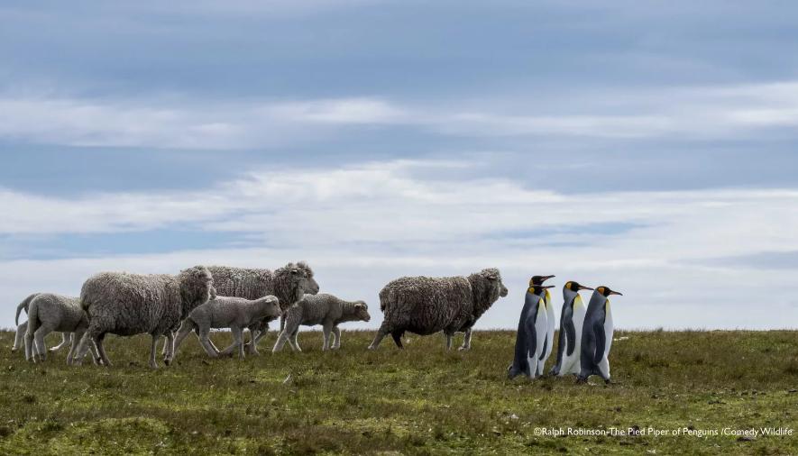 Veja as fotos finalistas do concurso “Comédia na Vida Selvagem” 2025 
